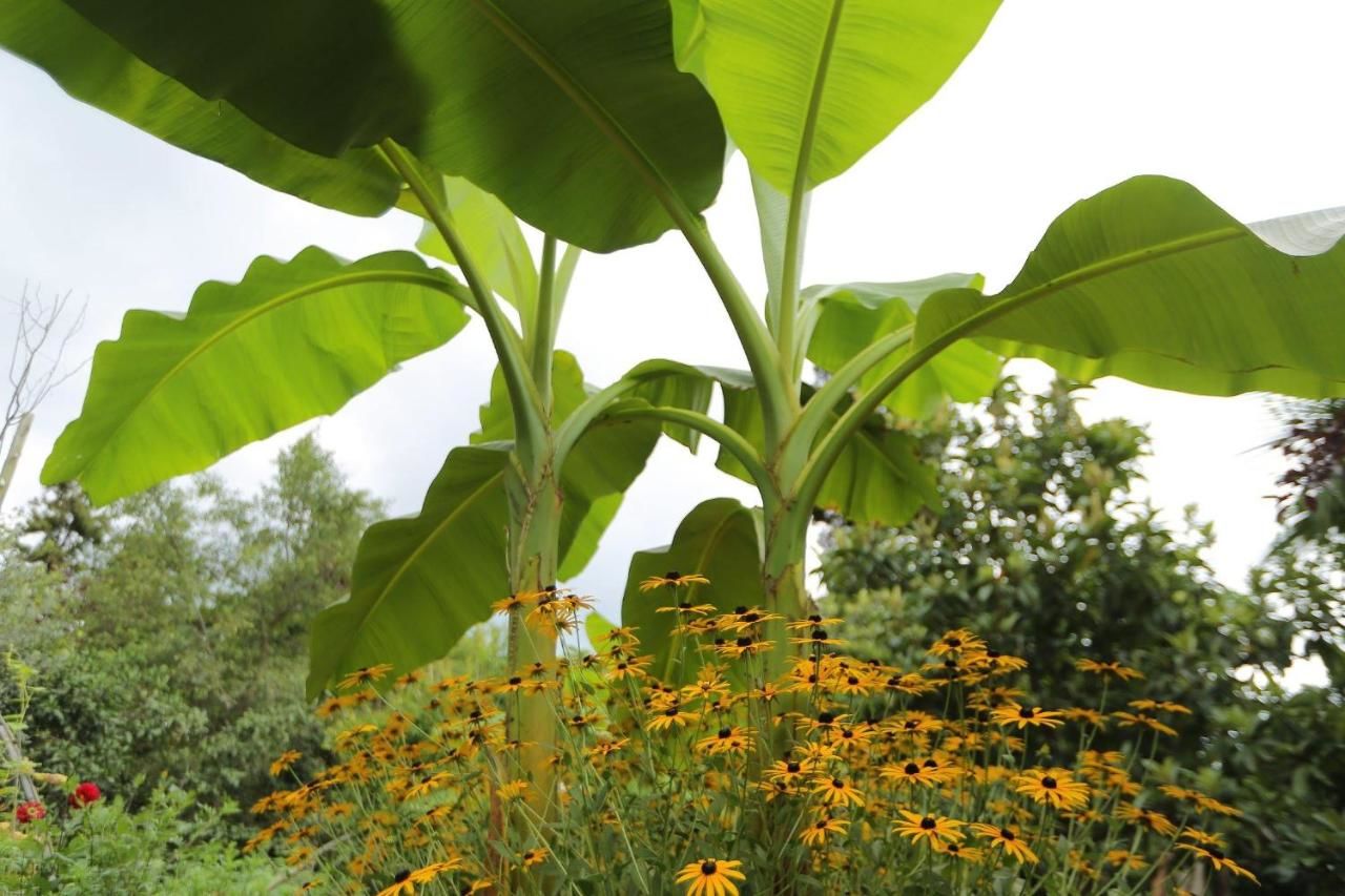 Гостевой дом Manana Guest House Батуми-48