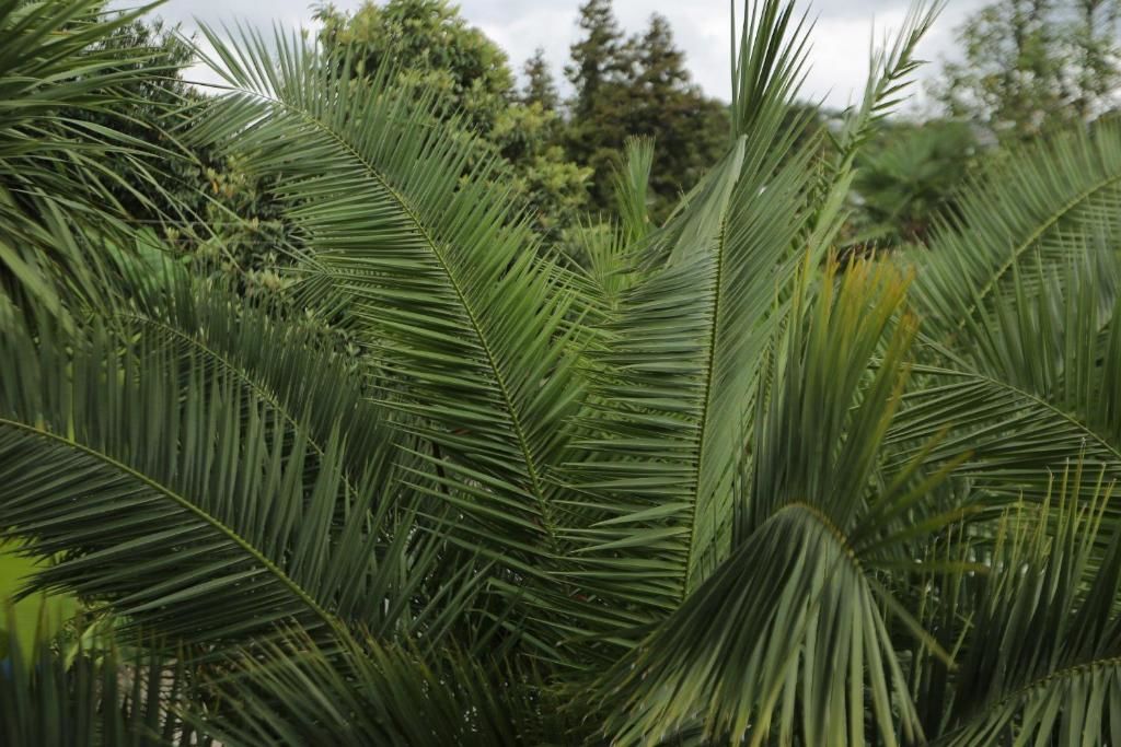 Гостевой дом Manana Guest House Батуми