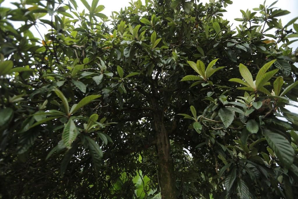 Гостевой дом Manana Guest House Батуми